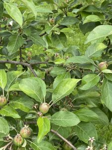 apple crop density